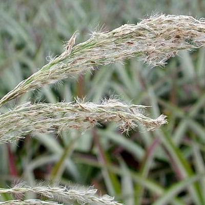 Digitaria insularis — flower