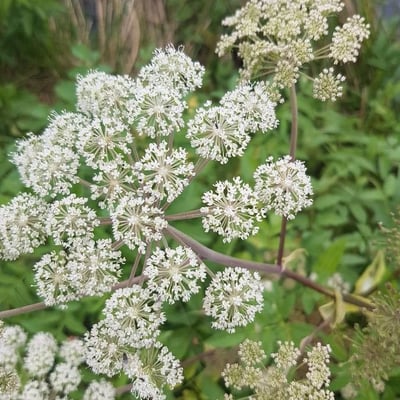 Angelica atropurpurea — flower