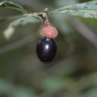 Endlicheria paniculata — fruit