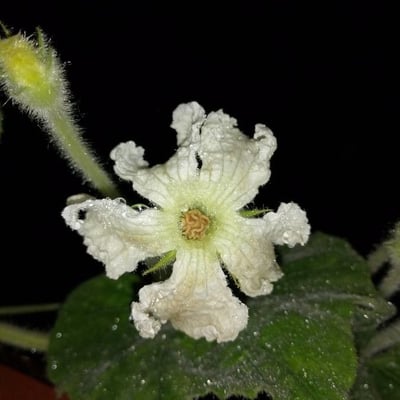 Lagenaria siceraria — flower