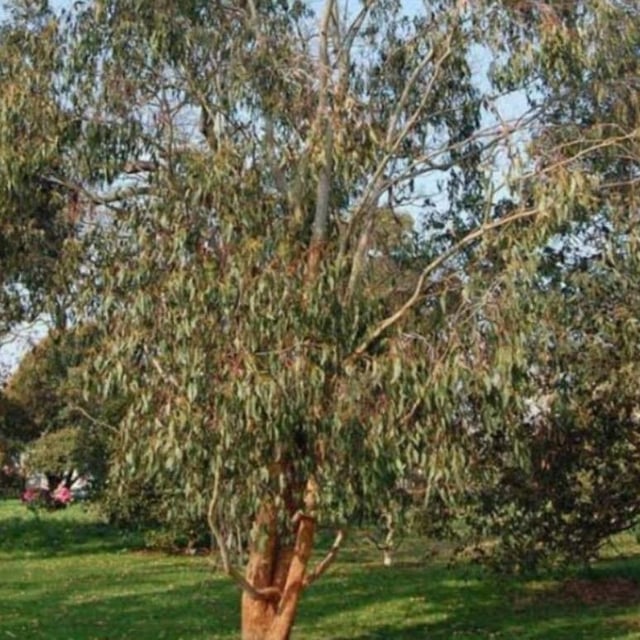 Eucalyptus delegatensis — leaf