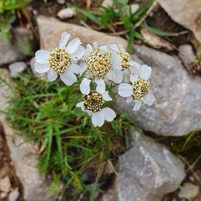 Achillea atrata — flower