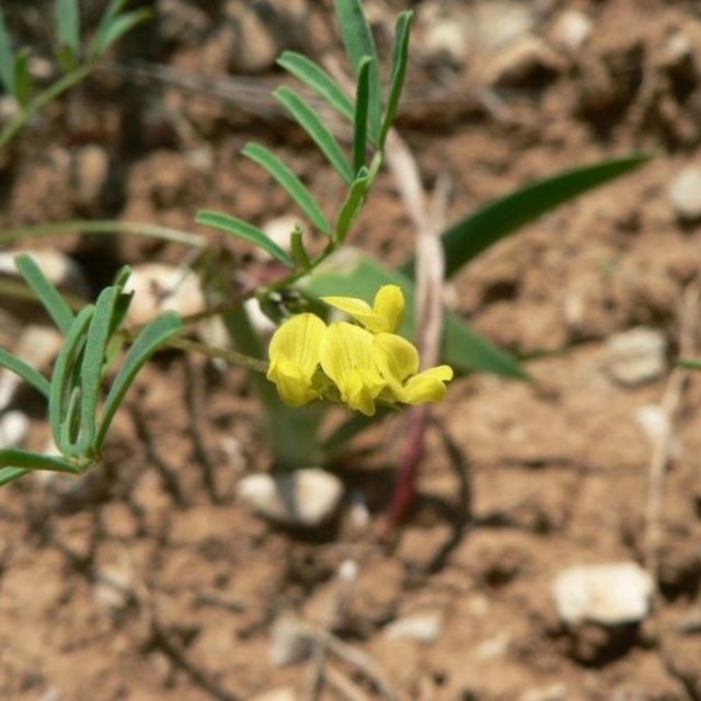 Hippocrepis ciliata — flower