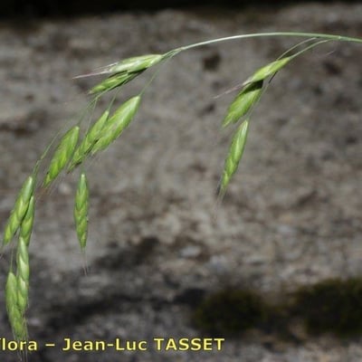 Bromus commutatus — flower