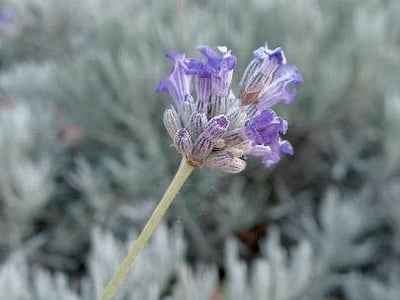 Woolly lavender