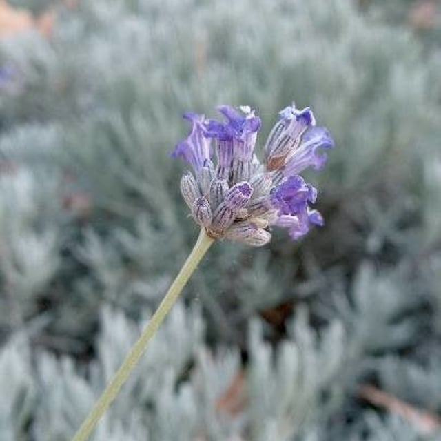 Woolly lavender