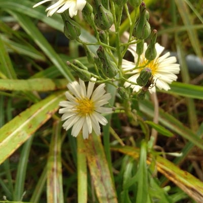 Lactuca indica — flower