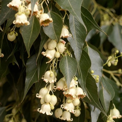 Brachychiton populneus — flower