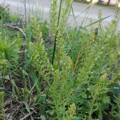 Lepidium densiflorum — flower