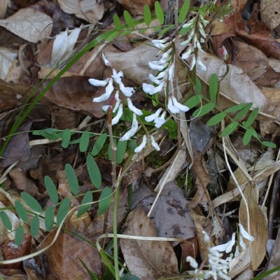 Vicia caroliniana — flower