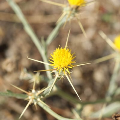 Centaurea solstitialis — flower