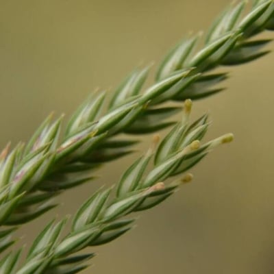 Crucianella angustifolia — flower