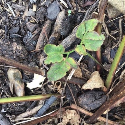 Zizia aurea — leaf