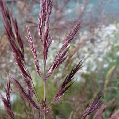 Calamagrostis pseudophragmites — flower