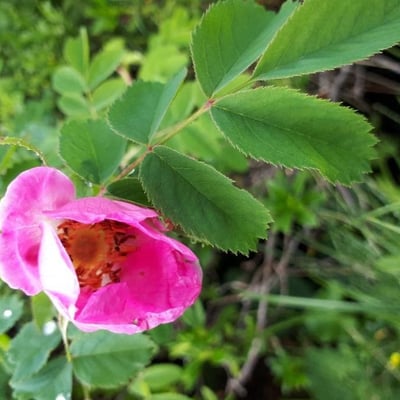 Rosa pendulina — flower
