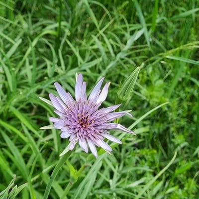 Tragopogon porrifolius — flower