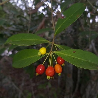 Eugenia punicifolia — fruit