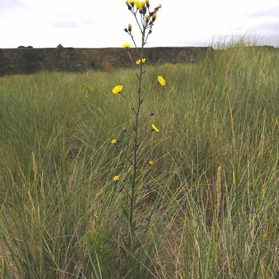 Sonchus palustris — flower