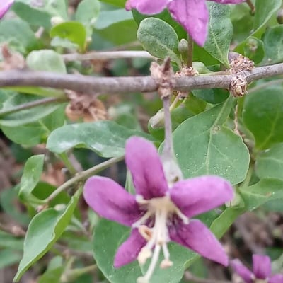 Lycium chinense — flower