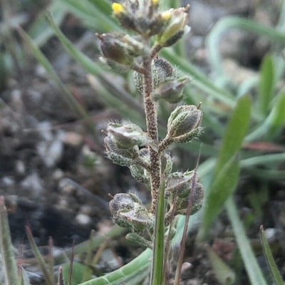 Alyssum simplex — habit