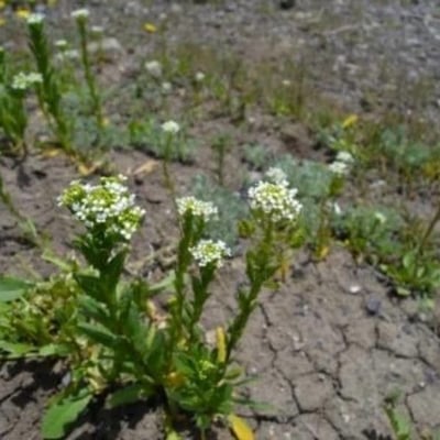 Draba incana — flower