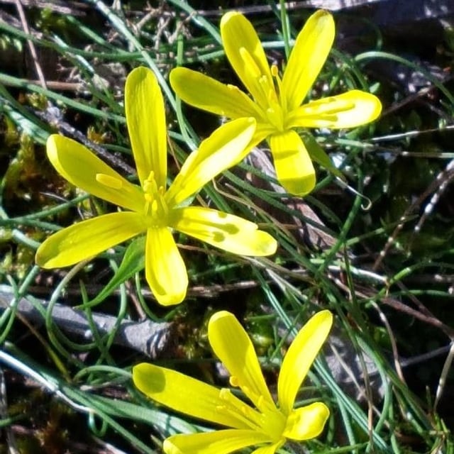 Gagea bohemica — flower
