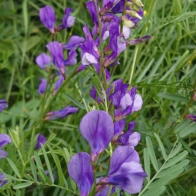 Vicia onobrychioides — flower