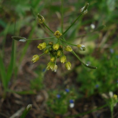 Draba nemorosa — flower