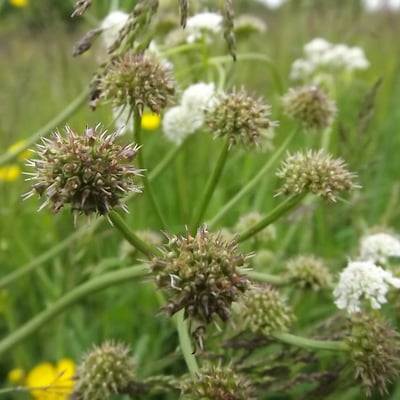Oenanthe silaifolia — flower