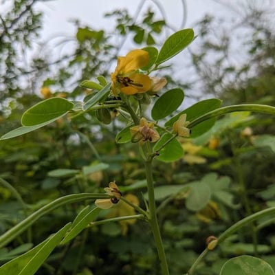 Senna obtusifolia — flower