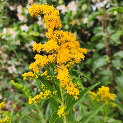 Solidago gigantea — flower
