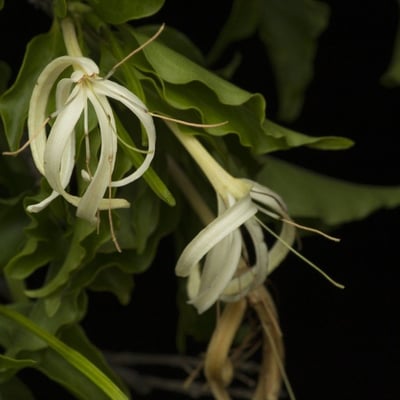Exostema caribaeum — flower