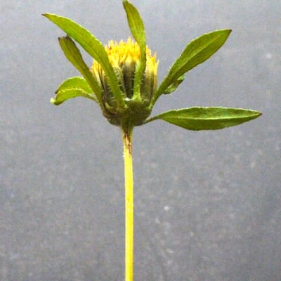 Bidens radiata — flower
