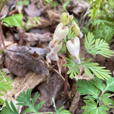 Dicentra canadensis — flower