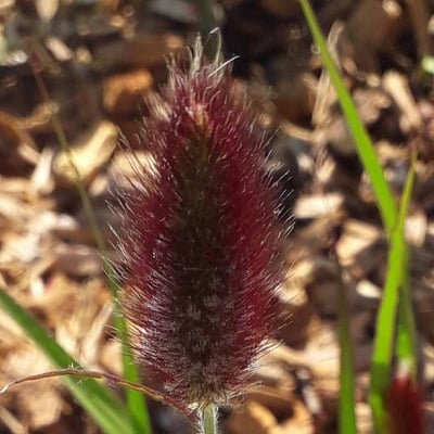 Lagurus ovatus — flower