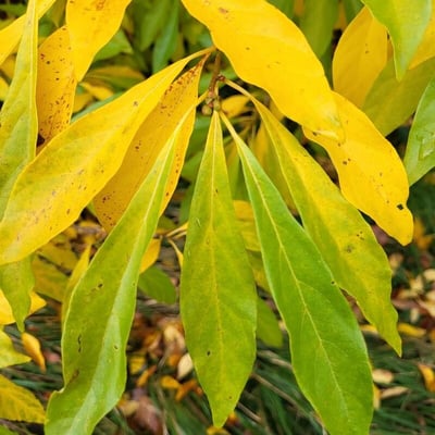 Lindera erythrocarpa — leaf