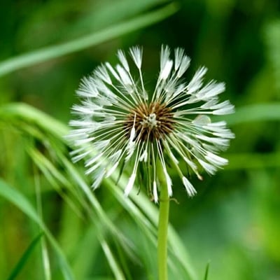 Taraxacum rubicundum — flower