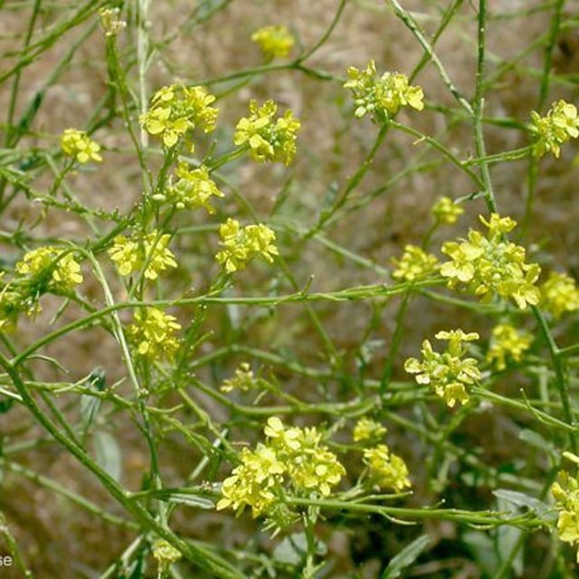 Hirschfeldia incana — flower