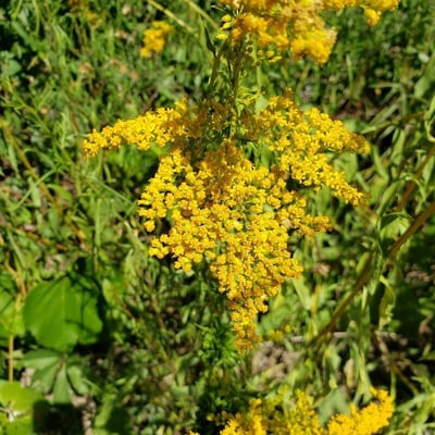 Solidago juncea — flower