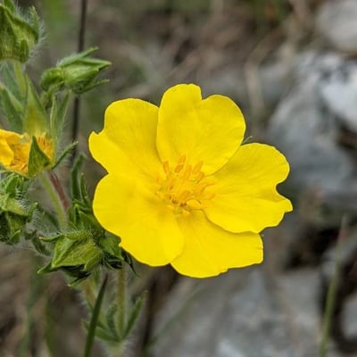 Potentilla hirta — flower