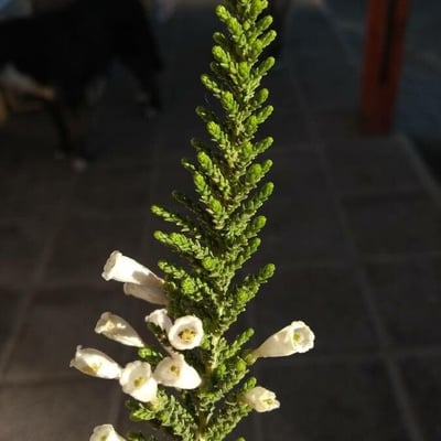 Fabiana imbricata — flower
