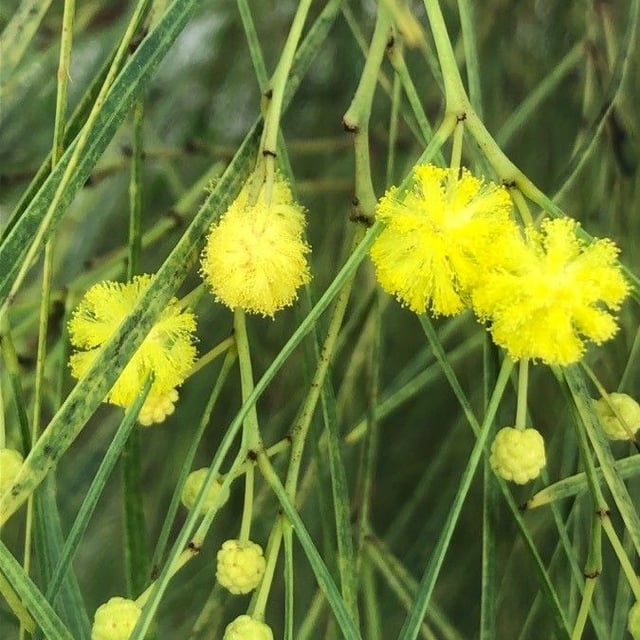Acacia terminalis — flower