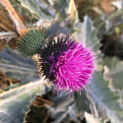 Onopordum acanthium — flower