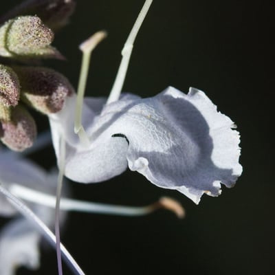 Salvia apiana — flower