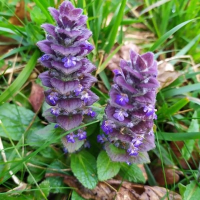 Ajuga pyramidalis — flower