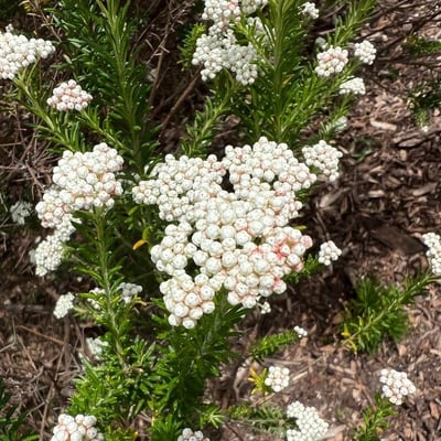 Ozothamnus diosmifolius — flower