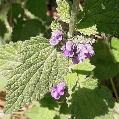 Ballota nigra — flower