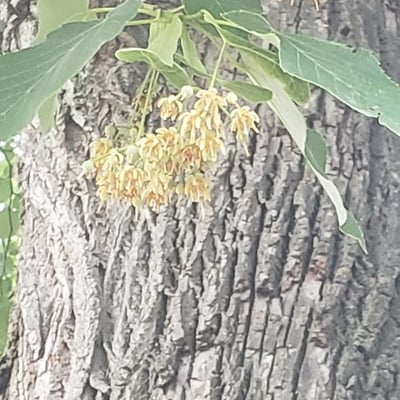 Tilia americana — flower