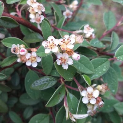 Cotoneaster integerrimus — flower