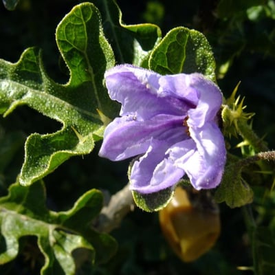 Solanum anguivi — flower